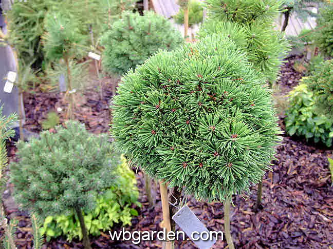 dwarf conifers