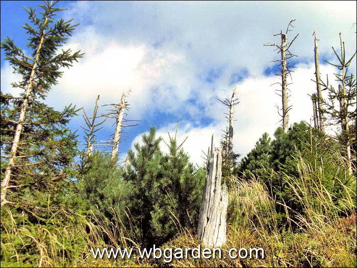 Dwarf conifers hunt
