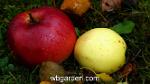 wbgarden apple 2