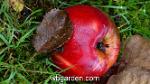 wbgarden apple