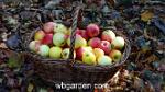 wbgarden apples 1