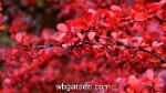 wbgarden berberis