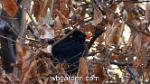 wbgarden blackbird