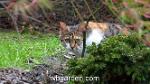 wbgarden cat