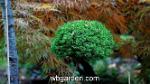 wbgarden dwarf conifers