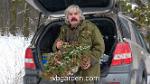 wbgarden dwarf conifers 1