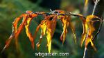 wbgarden fagus