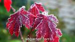 wbgarden frost 1