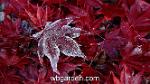 wbgarden frost
