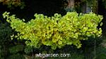 wbgarden ginkgo 2