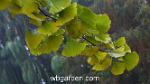 wbgarden ginkgo 3