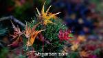 wbgarden japanese maple 1