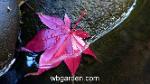 wbgarden japanese maple 14