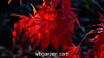 wbgarden japanese maple