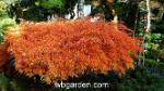 wbgarden japanese maples 10