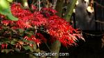 wbgarden japanese maples 11
