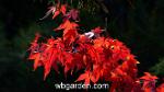 wbgarden japanese maples 12