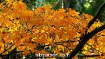wbgarden japanese maples 13