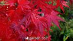 wbgarden japanese maples 18