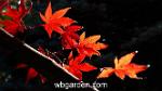 wbgarden japanese maples 19