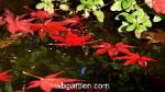 wbgarden japanese maples 20