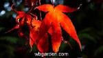 wbgarden japanese maples 21