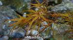 wbgarden japanese maples 22