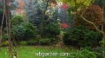 wbgarden japanese maples 23
