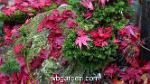wbgarden japanese maples 24