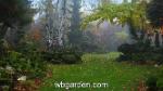 wbgarden japanese maples 25