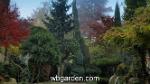 wbgarden japanese maples 26