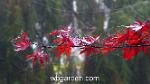 wbgarden japanese maples 27