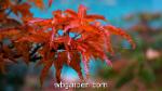 wbgarden japanese maples 28