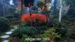 wbgarden japanese maples 29