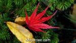 wbgarden japanese maples 30