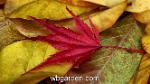 wbgarden japanese maples 31