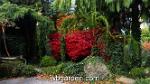 wbgarden japanese maples 33