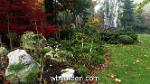 wbgarden japanese maples 34