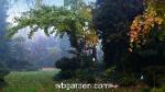 wbgarden japanese maples 38