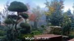 wbgarden japanese maples 42