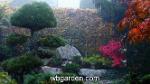 wbgarden japanese maples 43