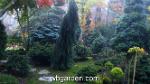 wbgarden japanese maples 44