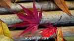wbgarden japanese maples 46