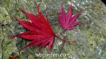 wbgarden japanese maples 47