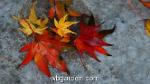 wbgarden japanese maples 49