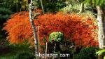 wbgarden japanese maples 5