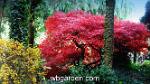 wbgarden japanese maples 53