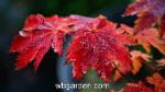 wbgarden japanese maples 54