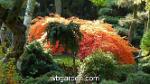 wbgarden japanese maples 6