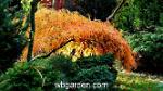 wbgarden japanese maples 7